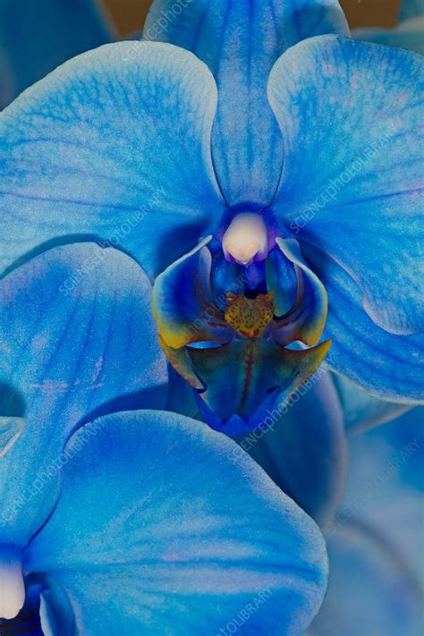 Blue Mystique Orchid Stock Image F0315488 Science Photo Library