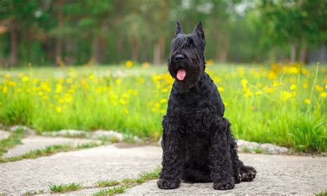 Giant Schnauzer Breed Characteristics Care And Photos Bechewy