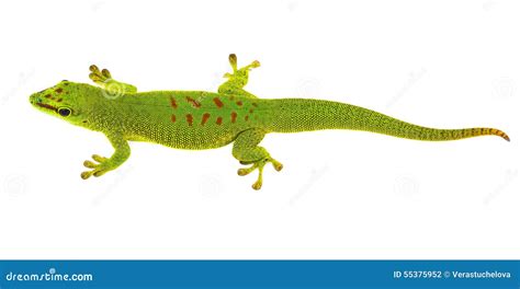 Phelsuma Madagascariensis Gecko Stock Photo Image Of Gekkonidae