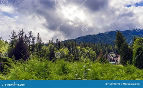 Carpatian Forested Mountain Slope In Cloud With The Evergreen Conifers