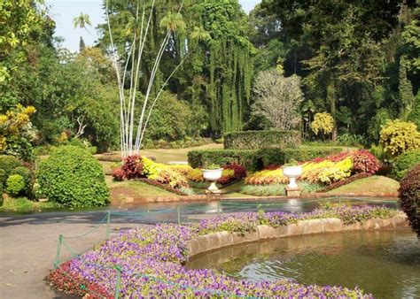 Hakgala Flower Garden In Sri Lanka Best Flower Site