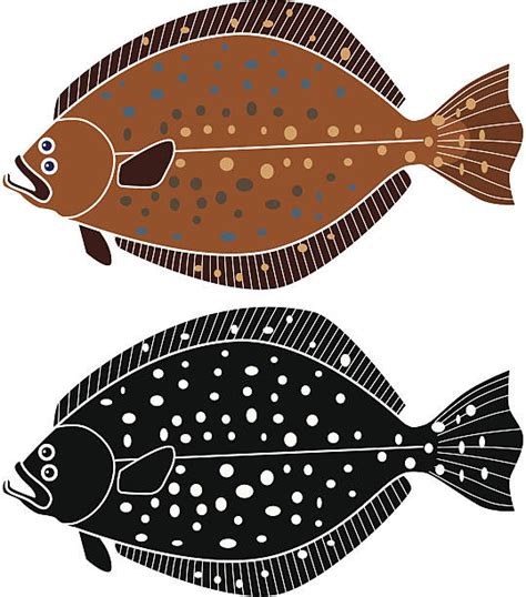 Flounder Clip Art Vector Images And Illustrations Istock