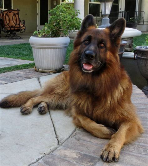I have had so many pets during my lifetime, and. Long coat german shepherd | German sheperd dogs, German ...