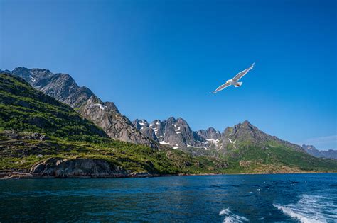 Images Lofoten Birds Seagulls Norway Nature Mountain