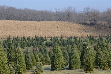 Buy Local Buy A Real Christmas Tree Mid West Farm Report