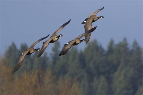 Greater Canada Geese Flying Photographic Print Ken Archer