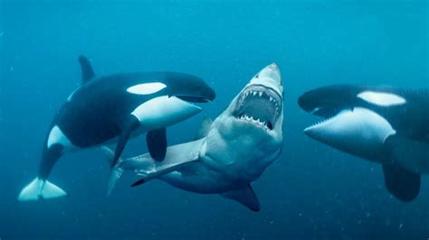 Could A Great White Shark Kill An Orca Killer Whale — The Daily Jaws
