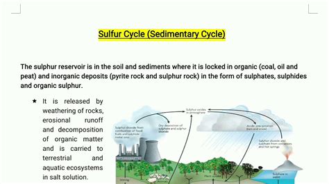 Sulfur Cycle Sedimentary Cycle Biogeochemical Cycle Fundamentals