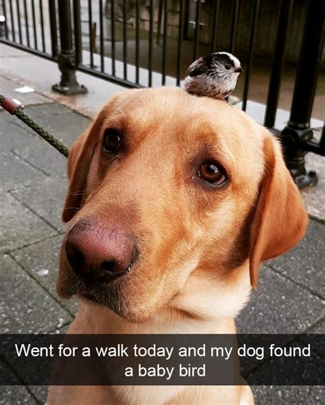 30 Funny Instagram Stories About Animals