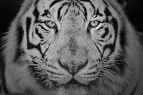 Black And White Tiger On Tumblr
