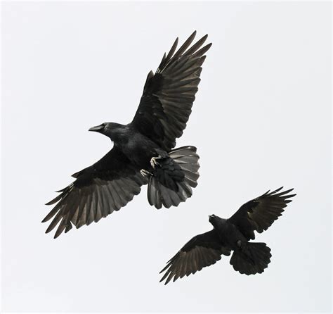 Common Ravens Flying Together Jays Magpies And Crows Birds Bob
