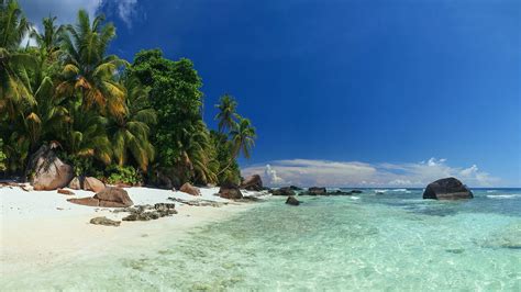 Nature Landscape Beach Palm Trees Sea Shrubs Sand Island Tropical