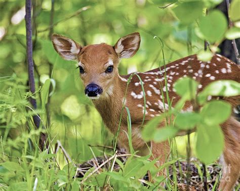 Image Gallery Whitetail Fawn