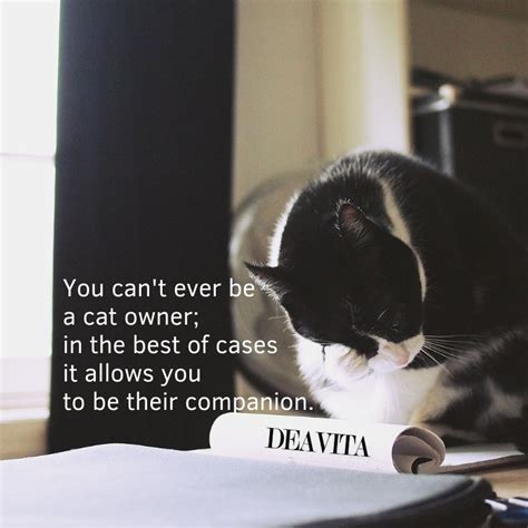 25 Best Cat Quotes That Perfectly Describe Your Kitten