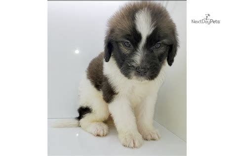 Goliath doodle puppies mini to xl sizes. Ozzy: Saint Berdoodle - St. Berdoodle puppy for sale near ...