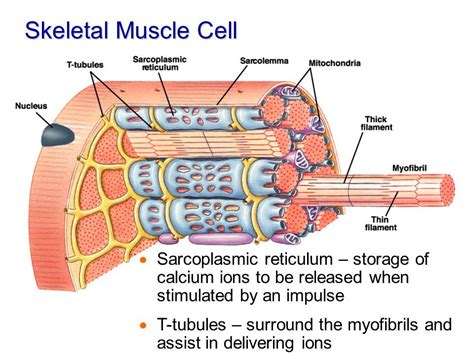 Image Result For Sarcoplasmic Reticulum Muscle Cell Muscle Skeletal