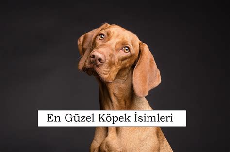 En Güzel Köpek İsimleri Dişi Erkek Efsane Duyulmamış Türkçe ve İngilizce Yeni Medya