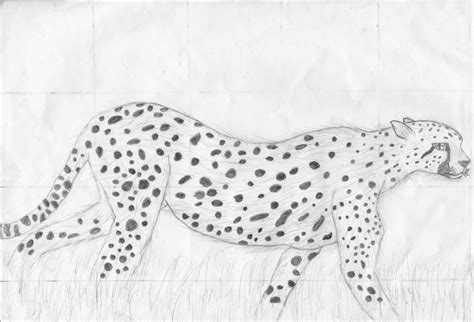 You can edit any of drawings via our online image editor before downloading. Cheetah Drawing by Speedynat3 on Newgrounds