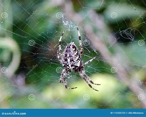 Insect Spider Hanging In A Web Stock Image Image Of Hanging