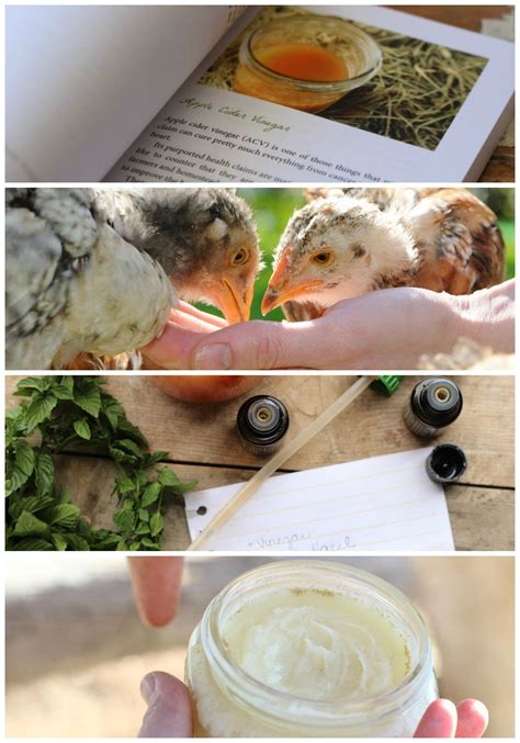 Recipe To Help You Create A More Natural Homestead Fly Spray Recipes Chicken Feed Formulas