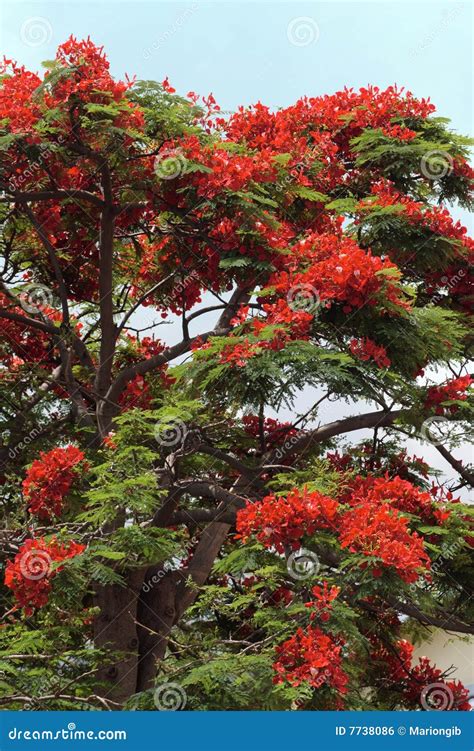 Red Flowering Tree Stock Photo Image Of Blossom Tourism 7738086