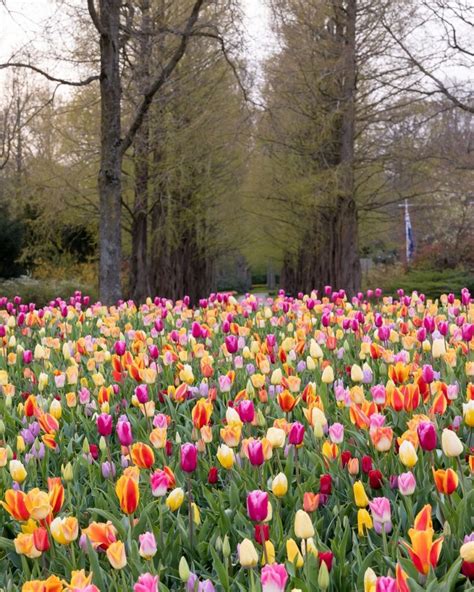 Keukenhof El Jardín De Tulipanes Más Bello Del Mundo Abre Las Puertas A La Primavera El Blog