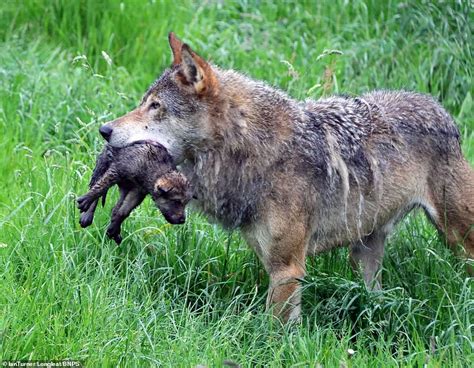 Wolf Haul Adorable Photos Show Mother Getting To Grips With Her Seven Newborn Cubs Daily Mail