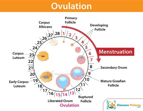 Cramping After Ovulation Causes Symptoms Day 1 2 3 4 5 6 7 Days After Ovulation Healthmd
