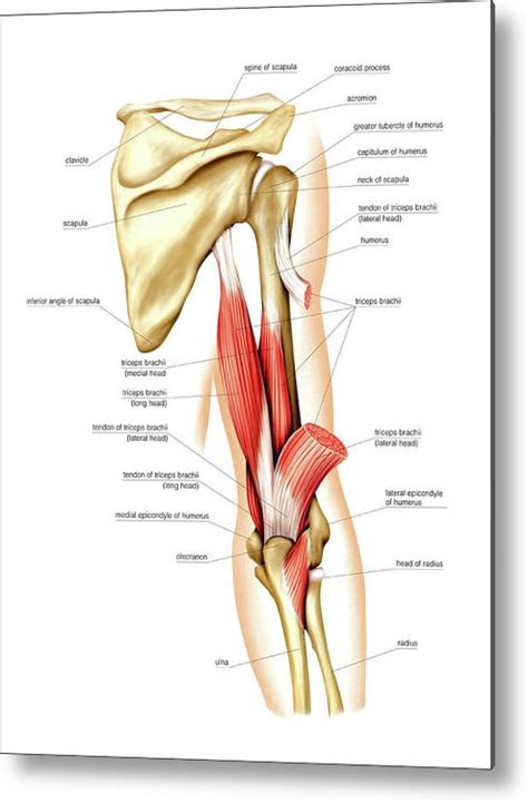 Back Arm Muscles Photograph By Asklepios Medical Atlas The Best Porn Website
