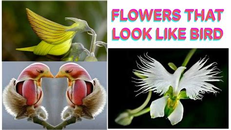 Flowers That Look Like Bird Youtube