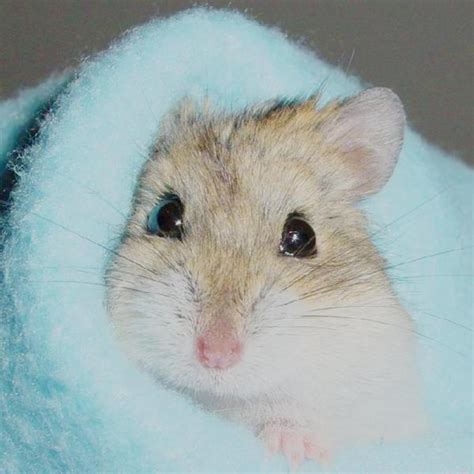 Thorough sanitizing shouldn't be a practice exclusive to pet owners inflicted with the sniffles. How Long Do Hamsters Live For?