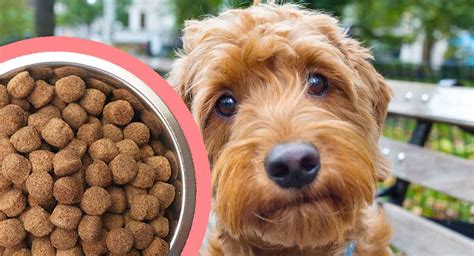 Best Food For Goldendoodle Puppy With Sensitive Stomach Best Worlds