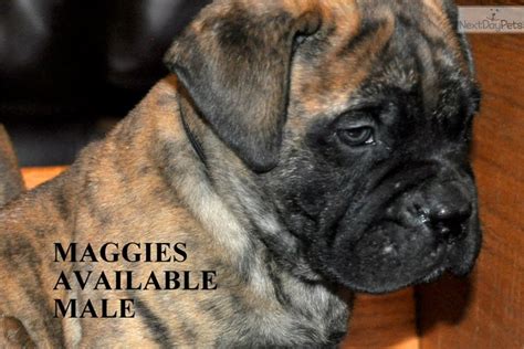 Brindle Male Bullmastiff Puppy For Sale Near Shreveport Louisiana