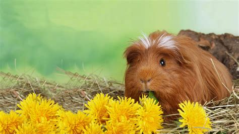 The practice is world renown for the innovative and quality care it offers its clients and their animals. Avian and Exotic Vet in Metairie and New Orleans, LA