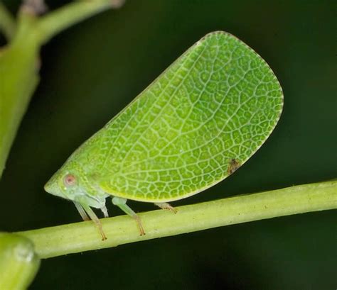 Here we investigate the geographical origin of the invasive m. Acanalonia conica, photo by Doug Tallamy (With images ...