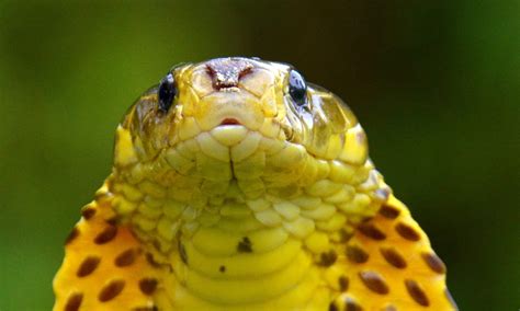 Philippine Cobra Animal Facts Naja Philippinensis Wiki Point