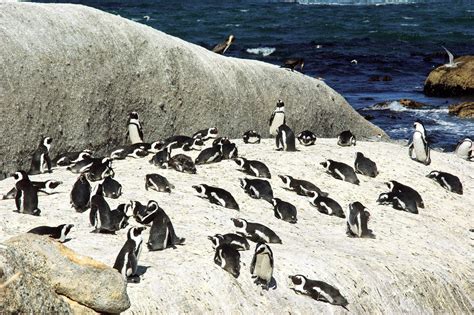 Free Images Sea Shore Wild Fauna Penguin Vertebrate Penguins