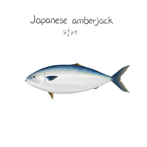 Japanese Amberjack