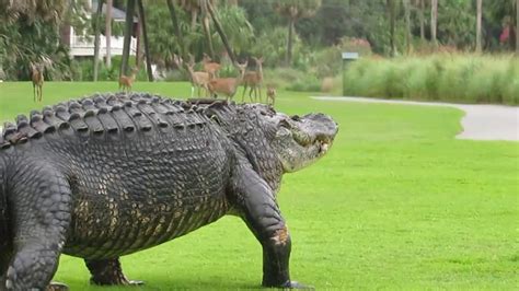 12ft Gator On Fripp Island Golf Course South Carolina Youtube
