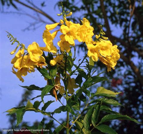 With the helpful information provided by ty ty nursery, your decision will be much simpler. Yellow Bells/Esperanza (Tecoma stans) - Texas/Mexico ...