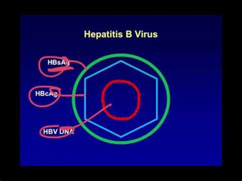 ■ hepatitis b surface antigen (hbsag): Hepatitis B Serology - YouTube