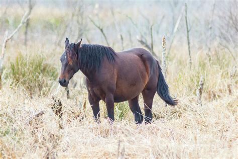Wild Horse Of Paynes Prairie Preserve State Park Florida Photograph By