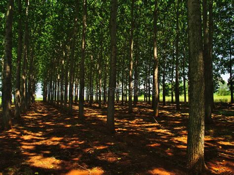 Tall Green Trees Forest In Northern Greece Stock Photo Image Of Hide