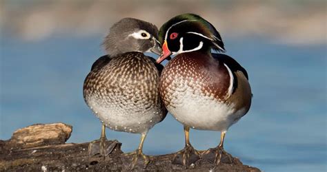 Wood Duck Life History All About Birds Cornell Lab Of Ornithology