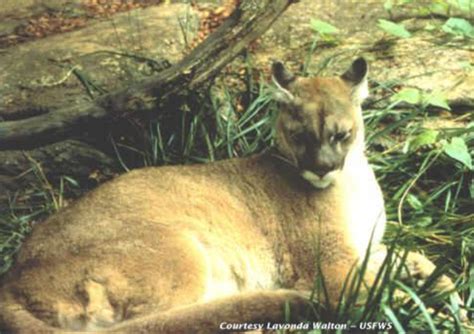 Eastern Puma Officially Declared Extinct Sightings Continue News