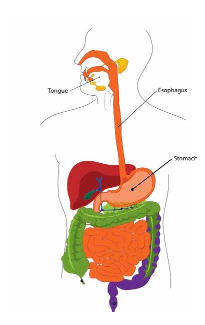 Digestive System Clipart Clip Gastrointestinal Human Cliparts