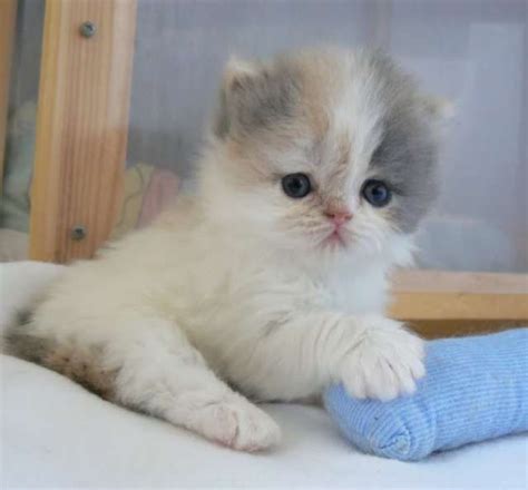 Definition Cute!  Kitten adoption, Kitten pictures, Beautiful cats