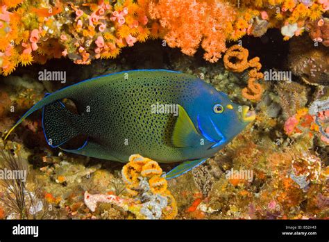 A Semicircle Angelfish Pomacanthus Semicirculatus In A Coral Covered