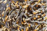 Photos of Termite Dusting