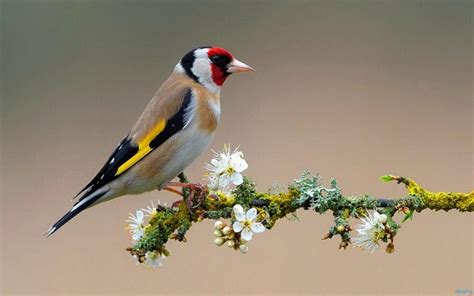 Colorful Bird On Flowering Branch Wallpaper Nature And Landscape